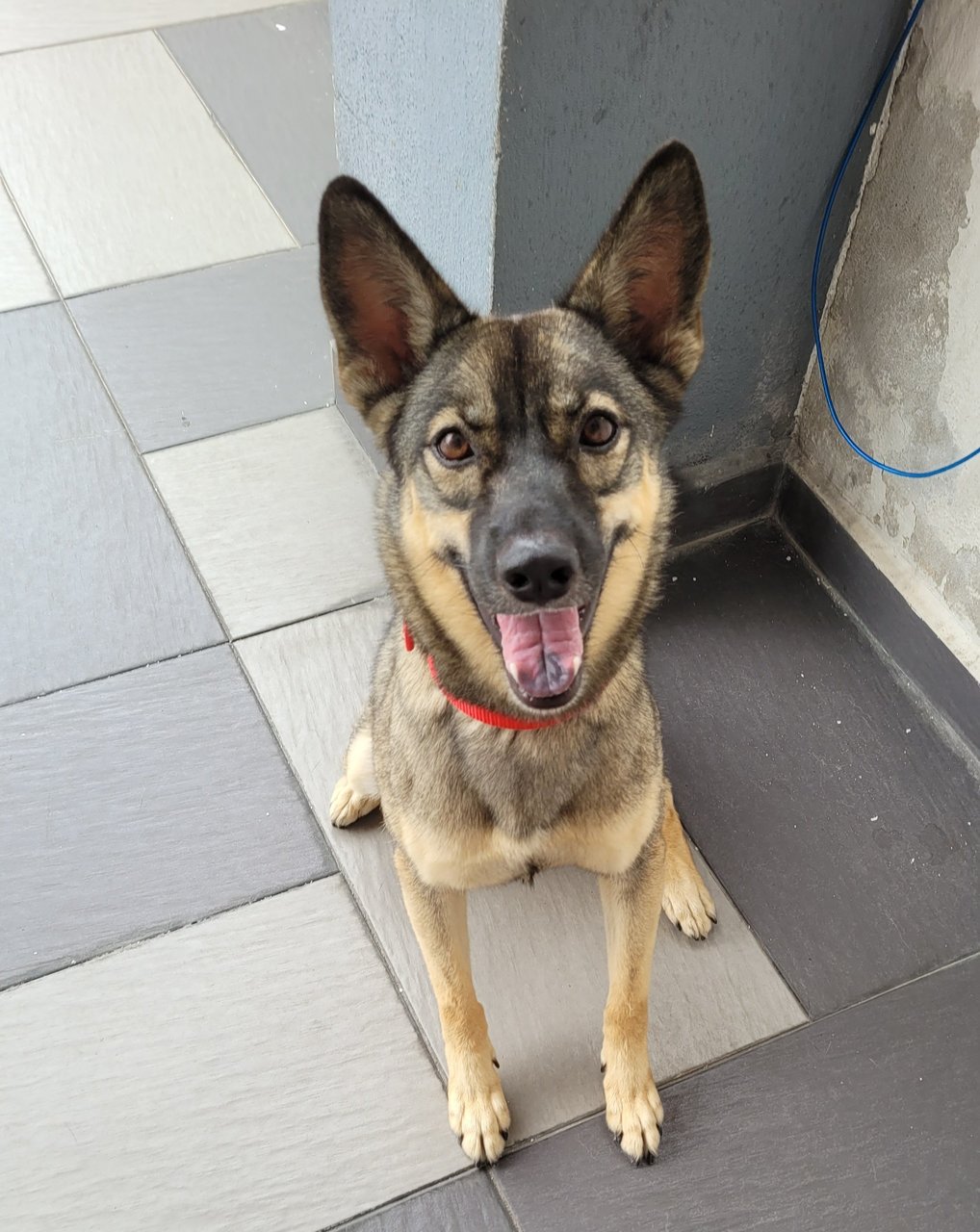 Whisky - Husky + Belgian Shepherd Malinois Dog