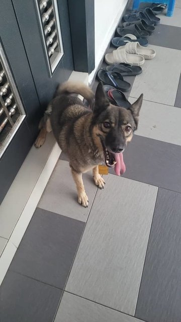 Whisky - Husky + Belgian Shepherd Malinois Dog