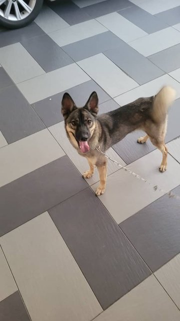 Whisky - Husky + Belgian Shepherd Malinois Dog