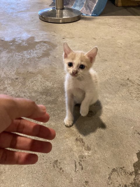 4 Kittens - Domestic Short Hair Cat