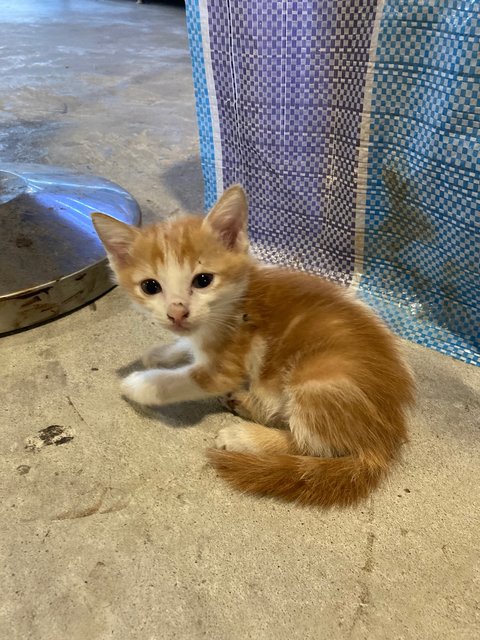 4 Kittens - Domestic Short Hair Cat