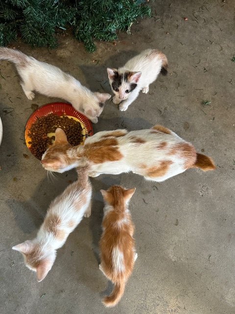 4 Kittens - Domestic Short Hair Cat