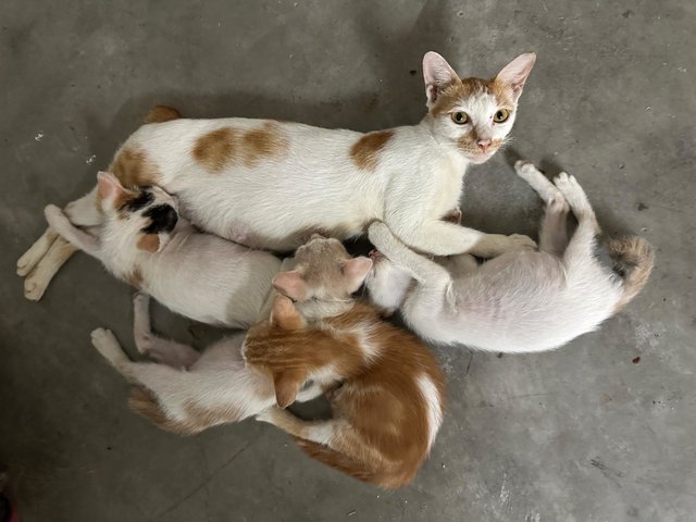 4 Kittens - Domestic Short Hair Cat