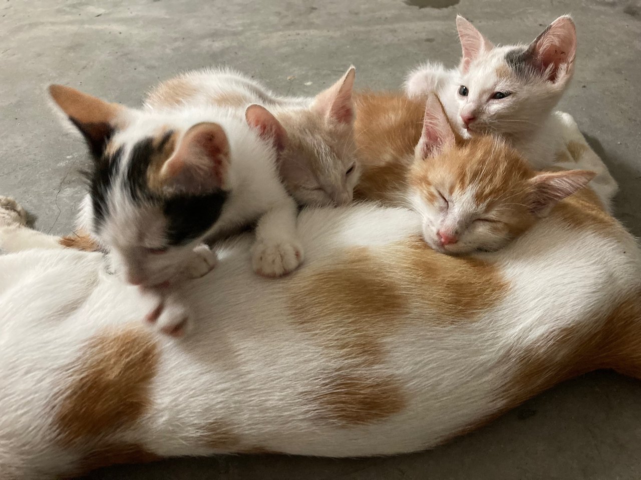 4 Kittens - Domestic Short Hair Cat