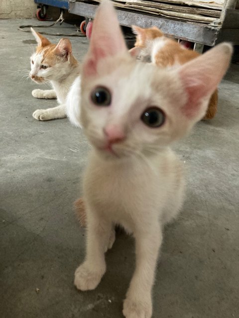 4 Kittens - Domestic Short Hair Cat