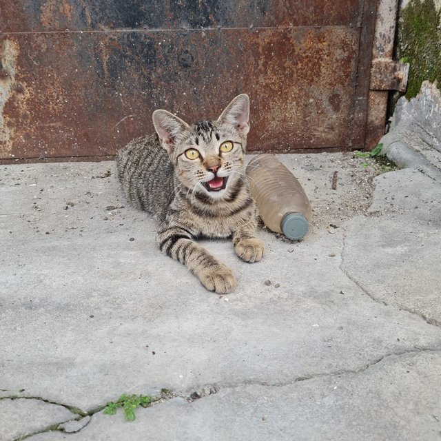 Tiki - Tabby Cat