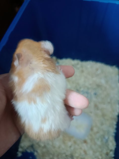 Hamster Syrian Big Bone - Syrian / Golden Hamster Hamster