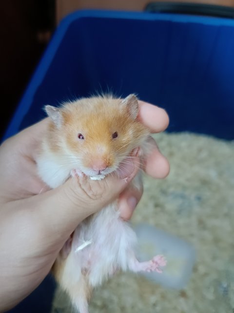 Hamster Syrian Big Bone - Syrian / Golden Hamster Hamster