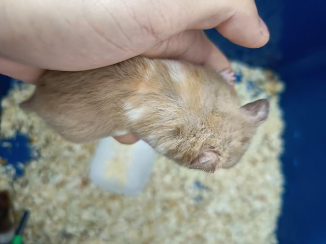 Hamster Syrian Big Bone - Syrian / Golden Hamster Hamster