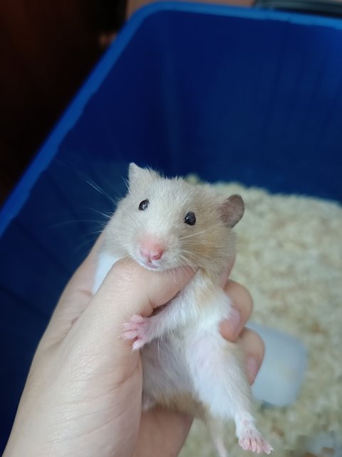 Hamster Syrian Big Bone - Syrian / Golden Hamster Hamster