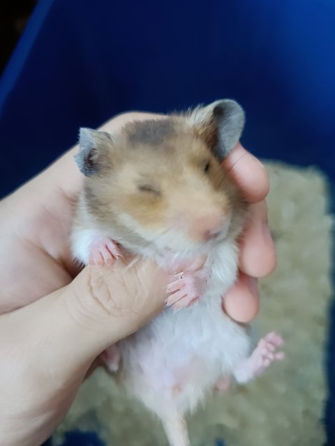 Hamster Syrian Big Bone - Syrian / Golden Hamster Hamster