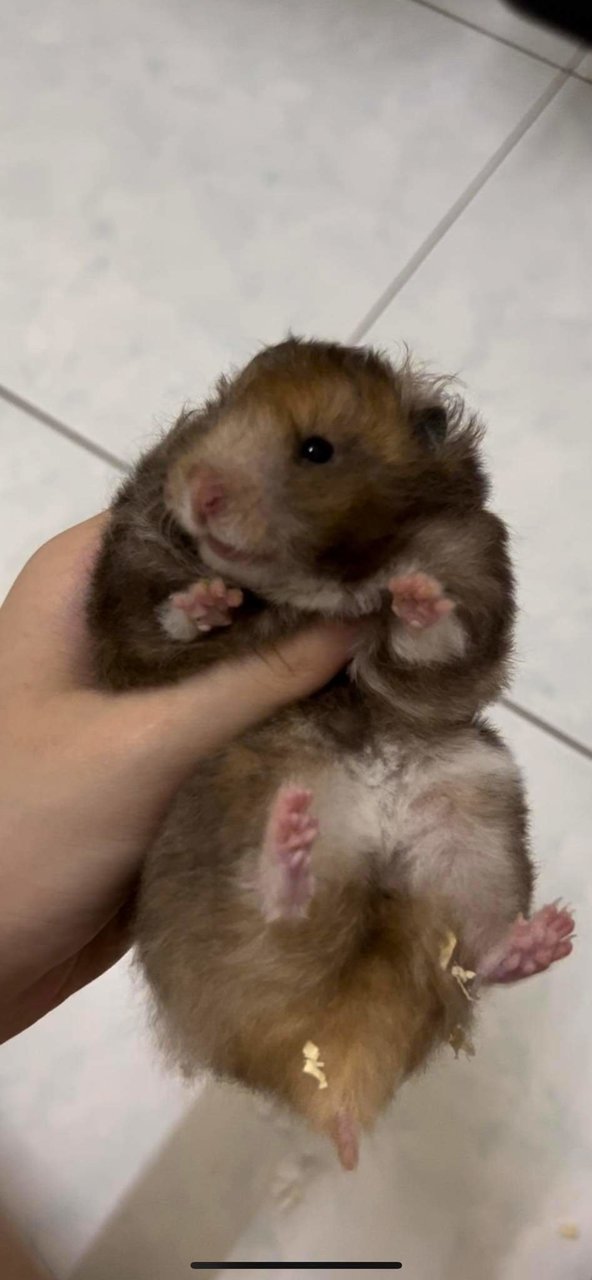 Hamster Syrian Curly Hair - Syrian / Golden Hamster Hamster