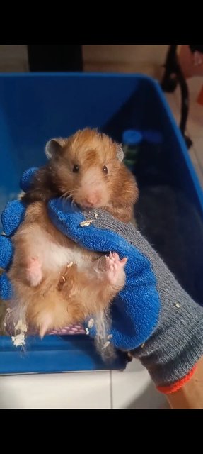 Hamster Syrian Curly Hair - Syrian / Golden Hamster Hamster