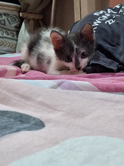 Baby Abu  - Domestic Long Hair Cat