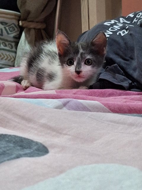 Baby Abu  - Domestic Long Hair Cat