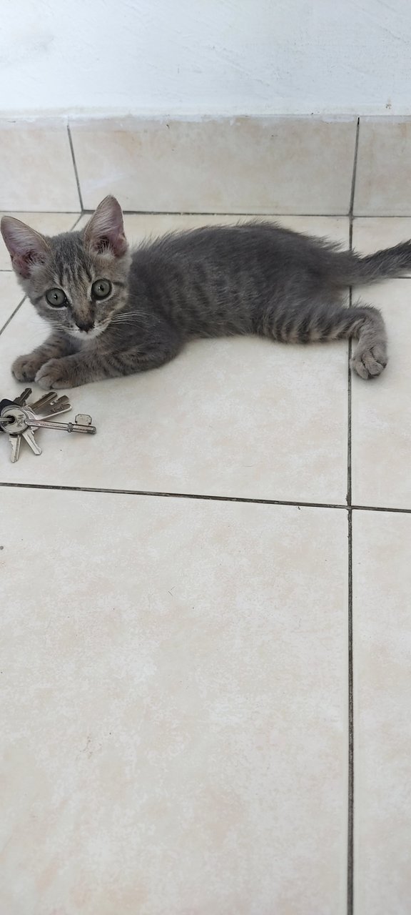 Ash - British Shorthair + Tabby Cat