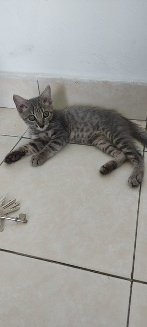 Ash - British Shorthair + Tabby Cat