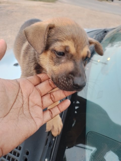 Boy - Mixed Breed Dog