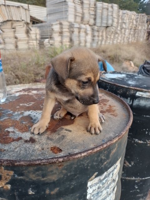 Boy - Mixed Breed Dog