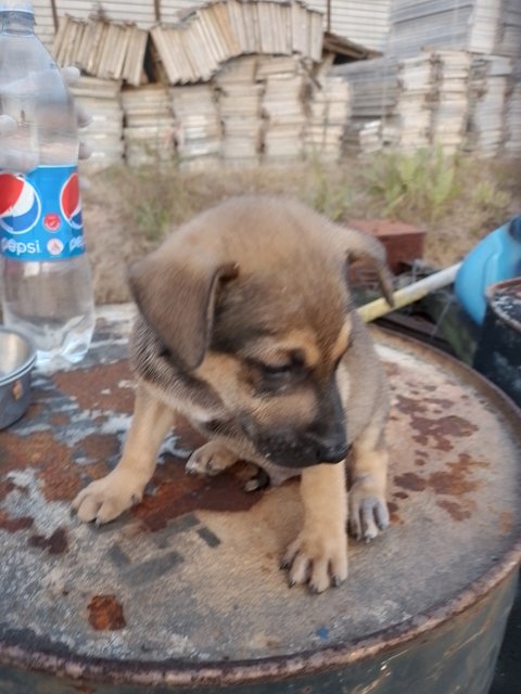 Boy - Mixed Breed Dog