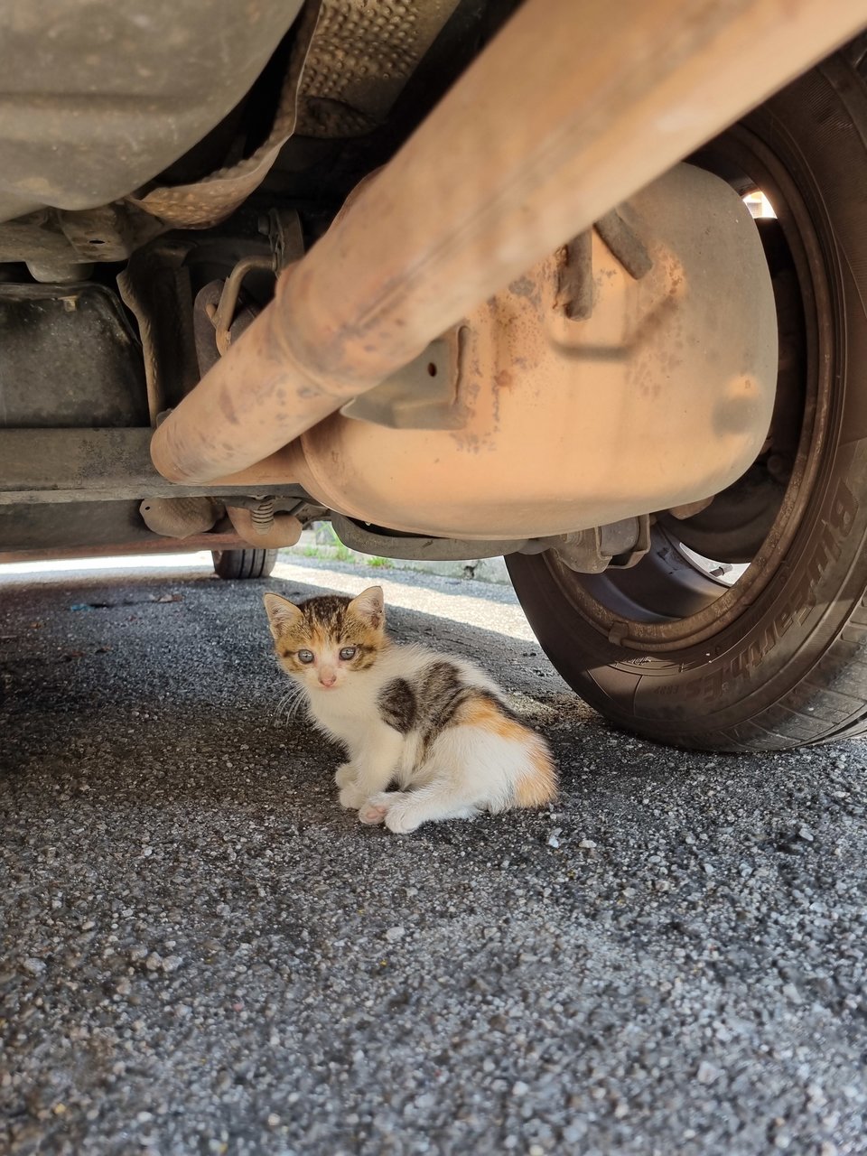 Lili - Calico Cat