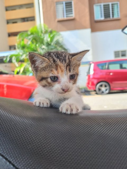 Lili - Calico Cat