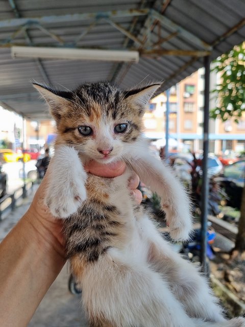 Lili - Calico Cat