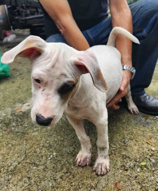 Boy 1 - Bull Terrier Mix Dog