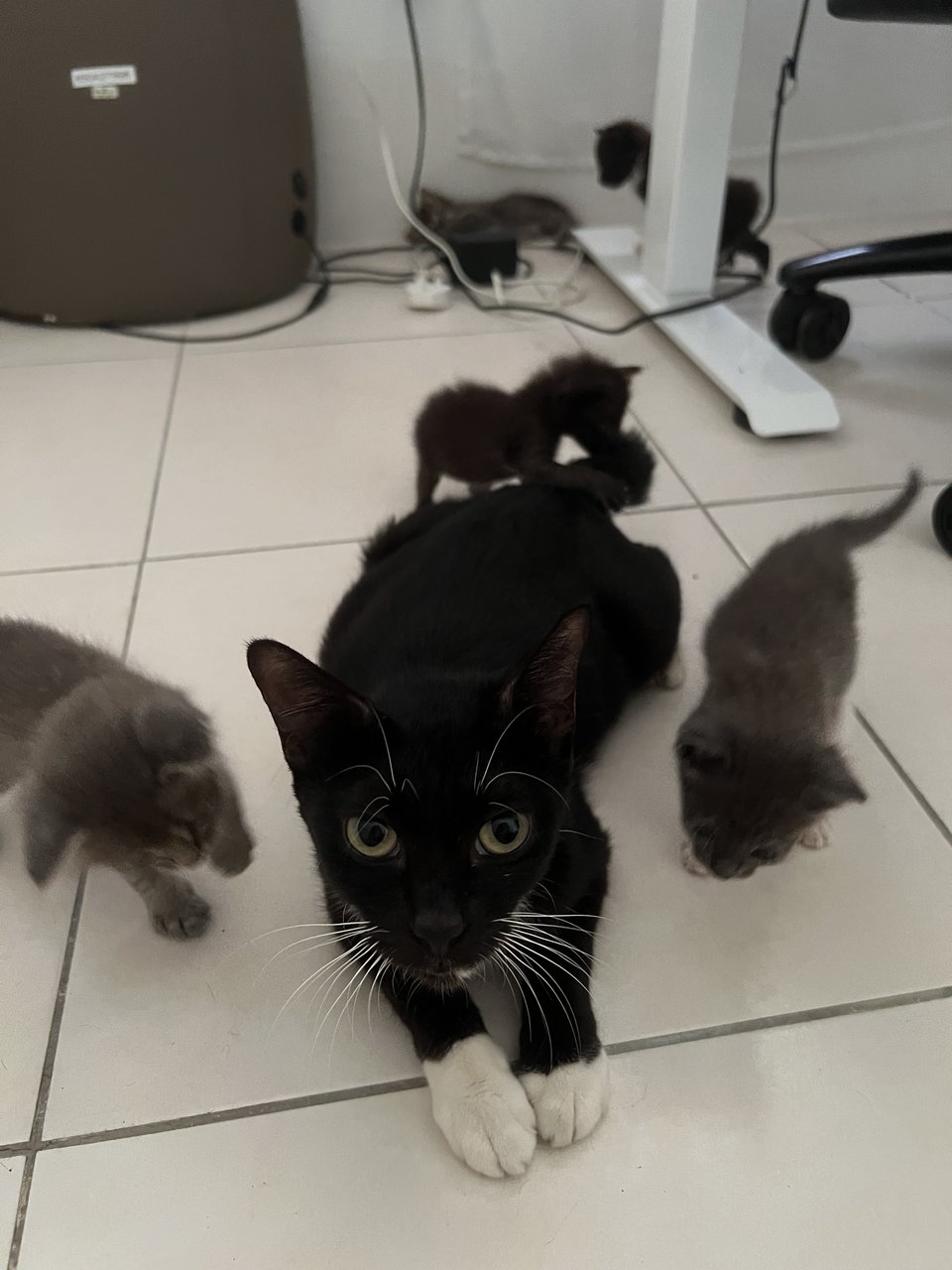 Licorice And Family - Domestic Short Hair Cat