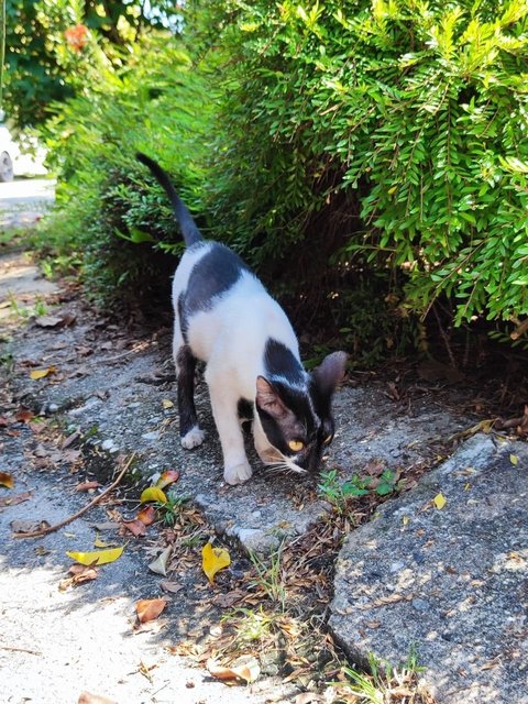 Zorro - Domestic Short Hair Cat