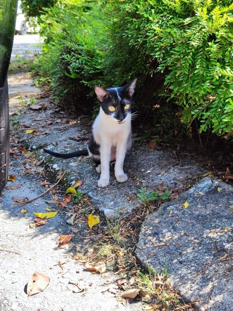 Zorro - Domestic Short Hair Cat