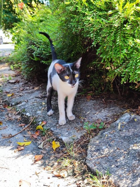 Zorro - Domestic Short Hair Cat