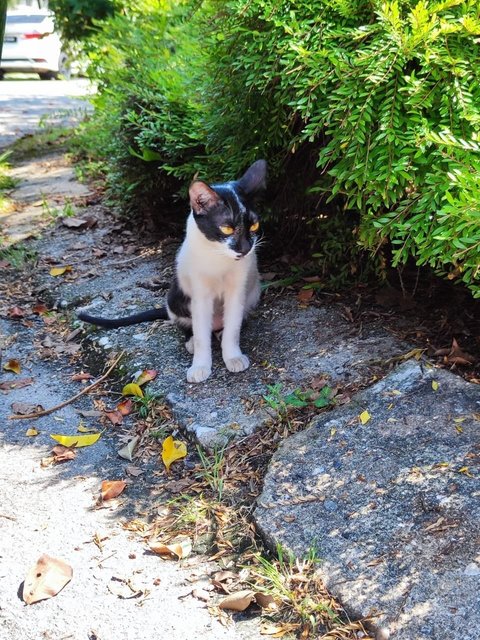 Zorro - Domestic Short Hair Cat