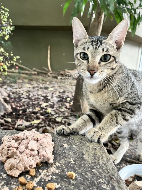 Kleo - Tabby + Domestic Short Hair Cat