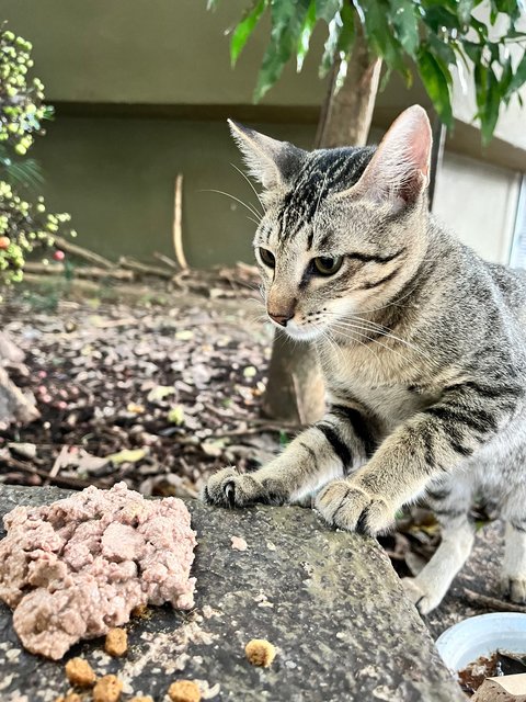 Kleo - Tabby + Domestic Short Hair Cat