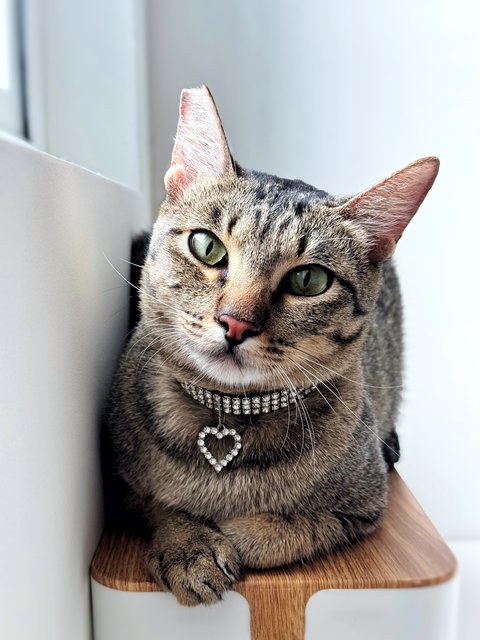 Kleo - Tabby + Domestic Short Hair Cat