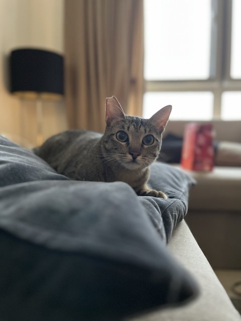 Kleo - Tabby + Domestic Short Hair Cat