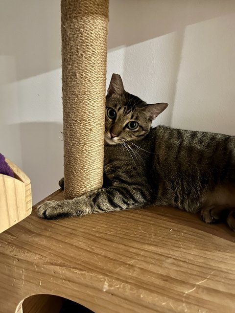 Kleo - Tabby + Domestic Short Hair Cat