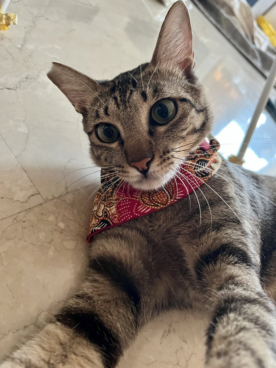 Kleo - Tabby + Domestic Short Hair Cat