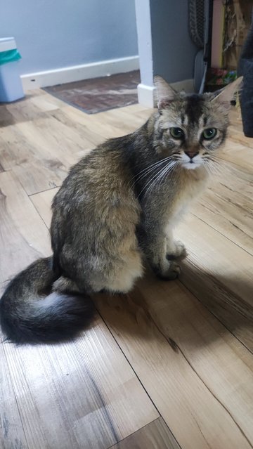 Boba - British Shorthair + Domestic Long Hair Cat