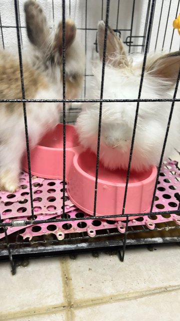 Brownie &amp; Snow - American Fuzzy Lop Rabbit