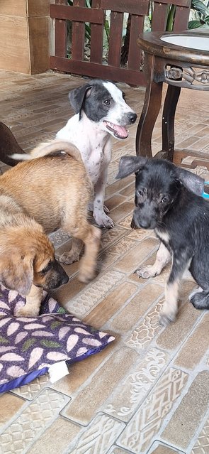 5 Puppies  - Mixed Breed Dog