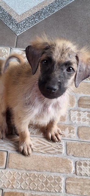 5 Puppies  - Mixed Breed Dog