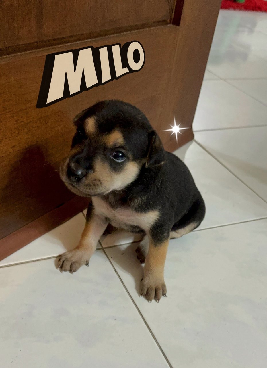 Milo - Mixed Breed Dog