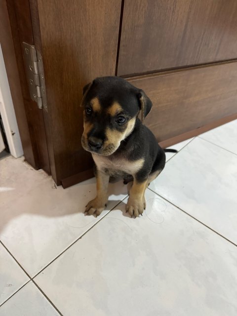 Milo - Mixed Breed Dog