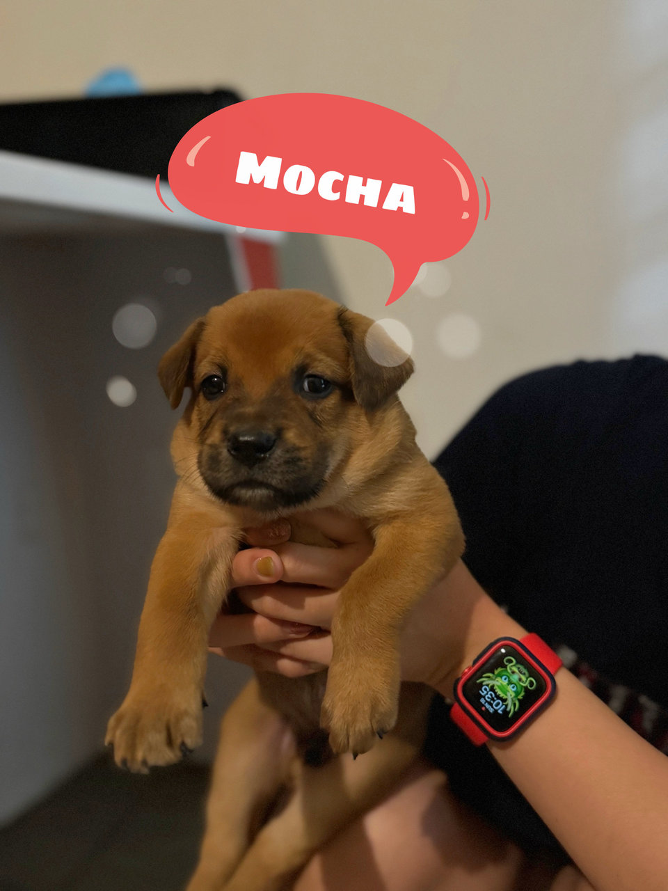 Mocha - Mixed Breed Dog