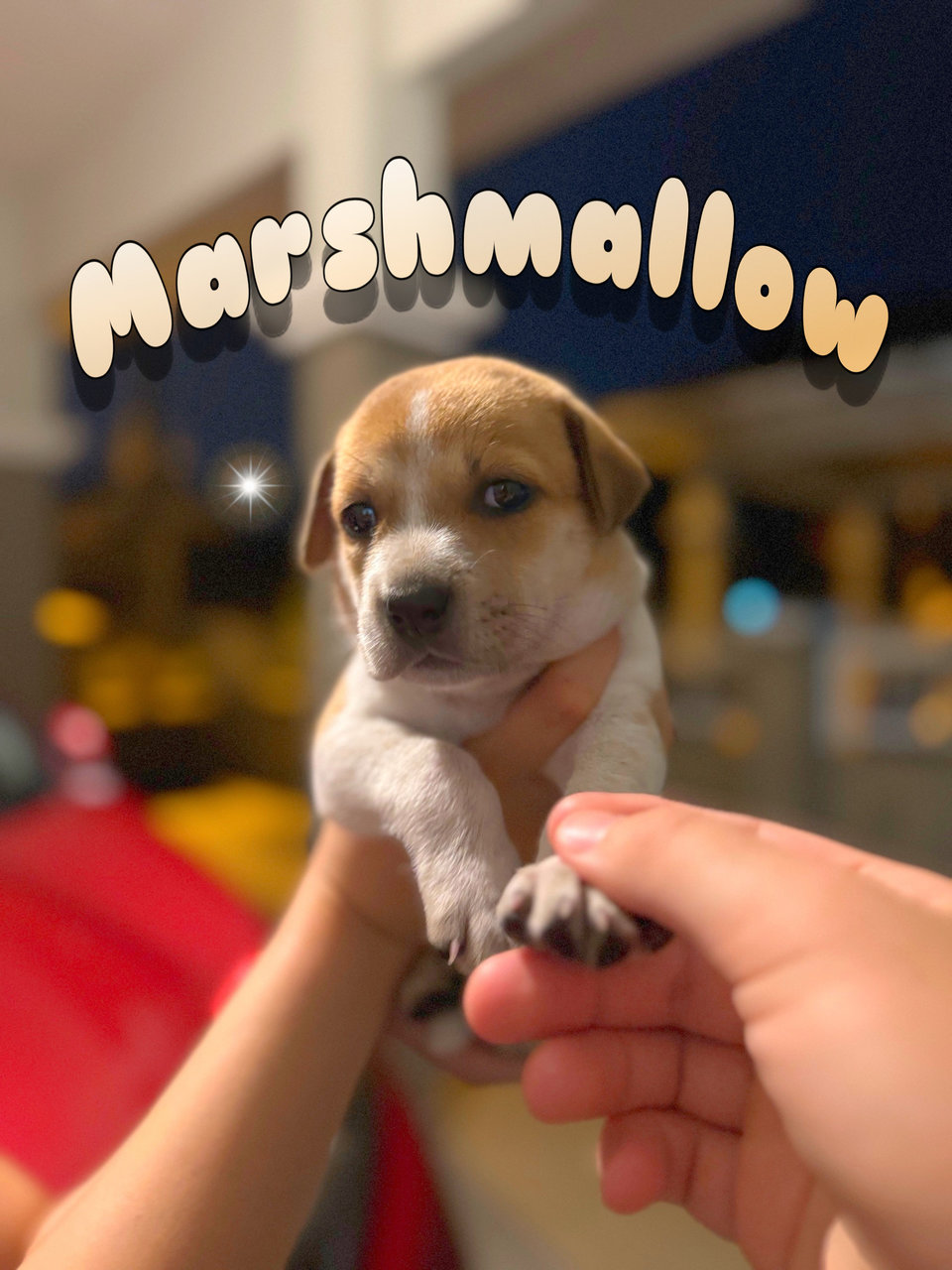 Marshmallow  - Mixed Breed Dog