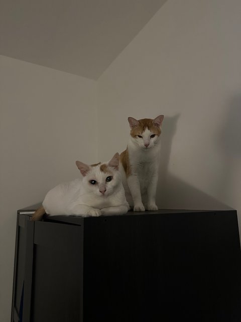 Kaya &amp; Kento - Domestic Short Hair Cat