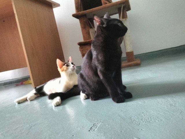 Zorro And Zero - Domestic Short Hair + Calico Cat