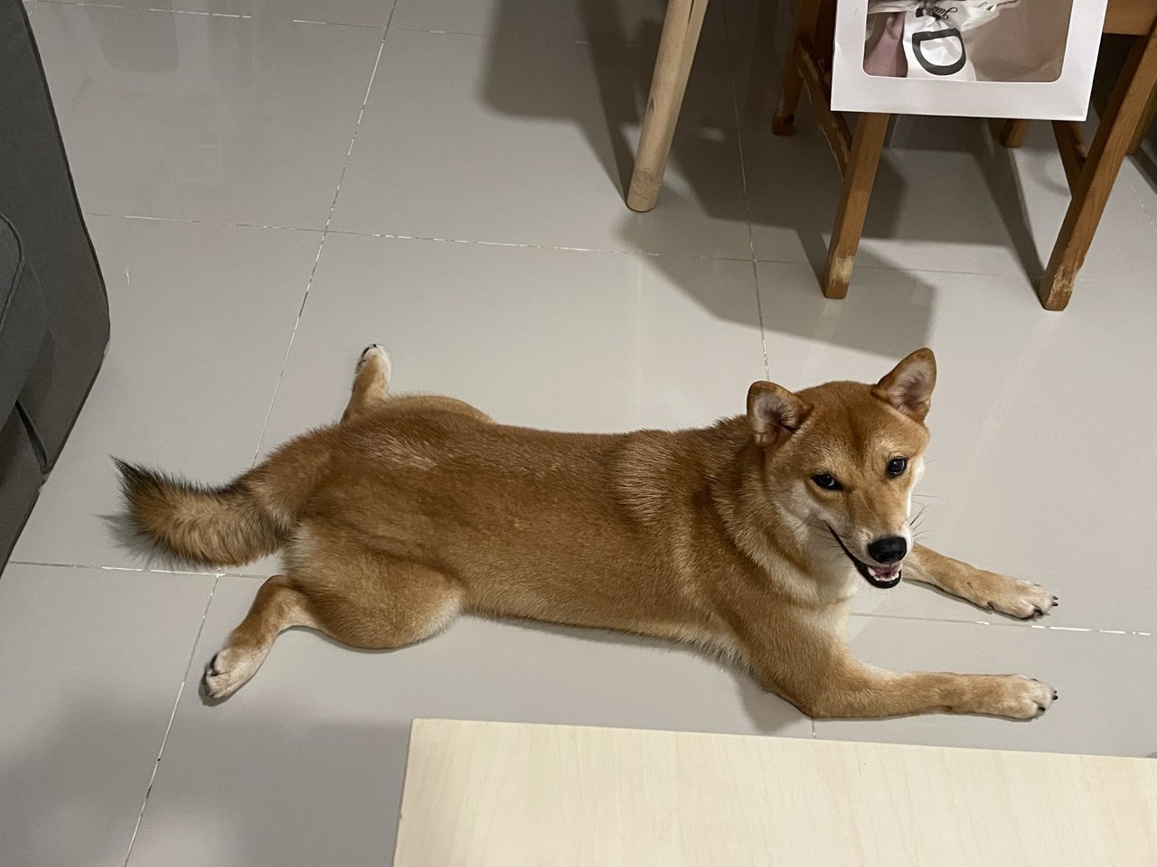 Sora - Shiba Inu Dog